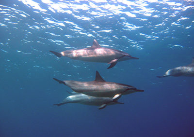Hawaiian Spinner Dolphins | Scuba Diving Maui