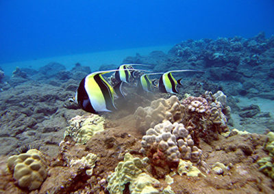 Moorish Idol Fish | Scuba Diving Maui