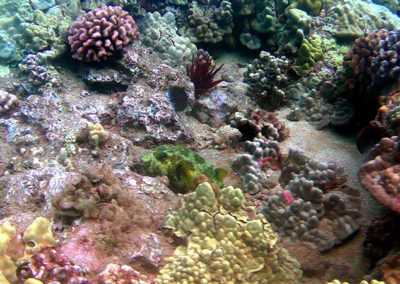 Underwater Life | Scuba Diving Maui