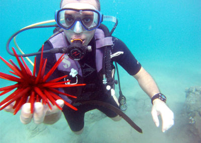 Red Pencil Urchin | Scuba Diving Maui