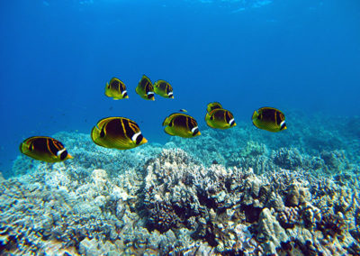 Racoon Butterfly Fish | Scuba Diving Maui