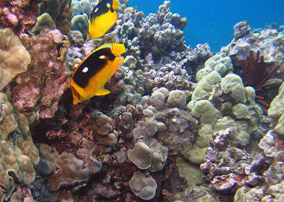 Reef Life | Scuba Diving Maui