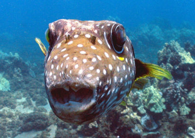 Pufferfish | Maui Scuba Diving