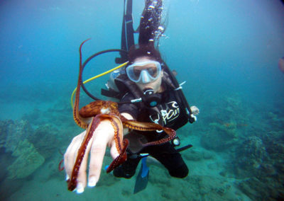 Curious Octopus | Maui Scuba Diving