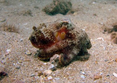 Shy Octopus | Maui Scuba Diving