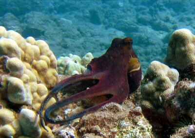 Octopus | Maui Scuba Diving