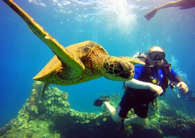 Turtle | Maui Scuba Diving