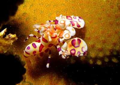 Harlequin Shrimp | Maui Diving