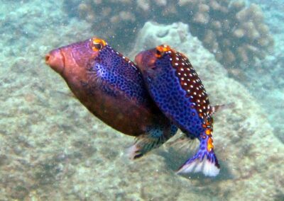 Hawaiian Boxfish | Maui Diving