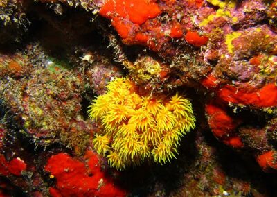 Sea Anemone | Maui Diving