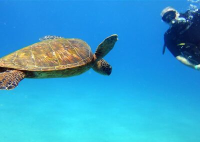 Hawaiian Green Sea Turtle | Maui Diving