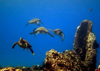 Turtle Gathering | Maui Diving
