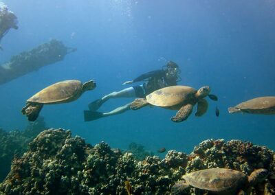 More Turtles | Maui Scuba Diving