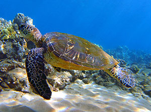 Turtle | Maui Scuba Diving Sites