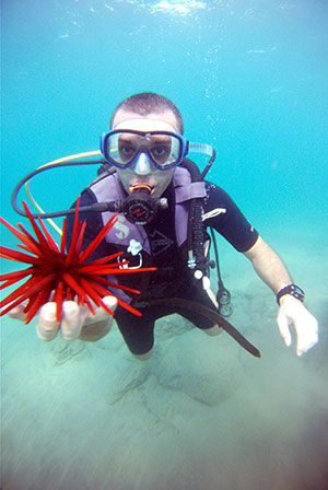 Red Pencil Urchin | Maui Scuba Diving Sites