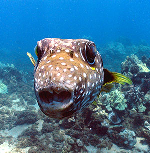 Maui Scuba Diving Sites